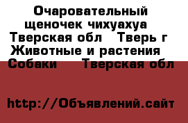 Очаровательный щеночек чихуахуа - Тверская обл., Тверь г. Животные и растения » Собаки   . Тверская обл.